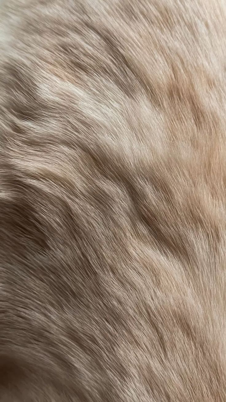 Week 3 — Coat & Skin