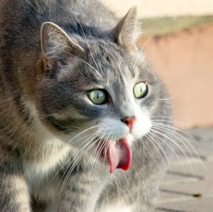 Hairball Control