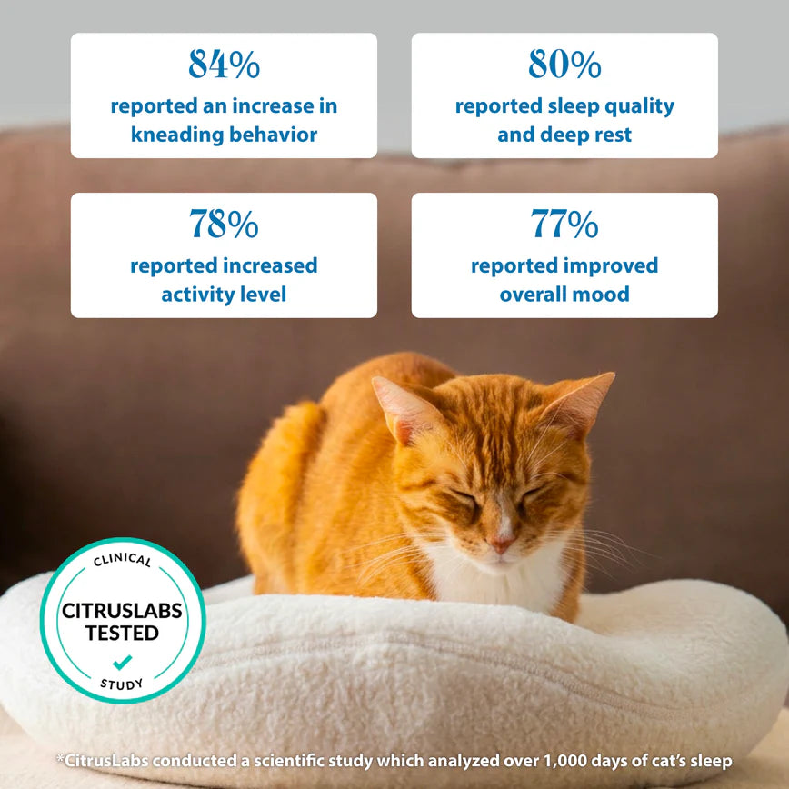 Orthopedic Bed