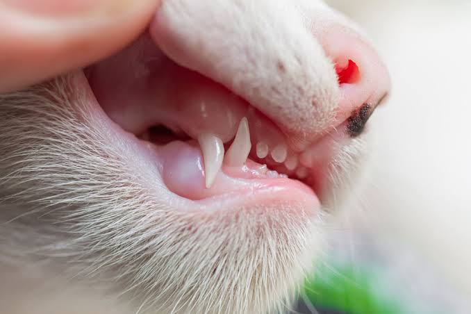 Weeks 1–2 — Oral Care