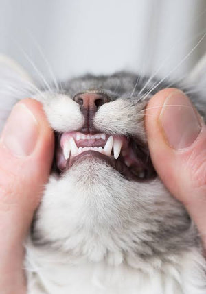 Cleaner Teeth & Fresher Breath